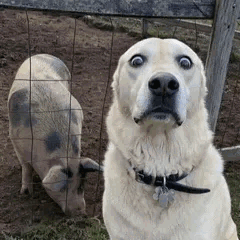 Shocked Dog