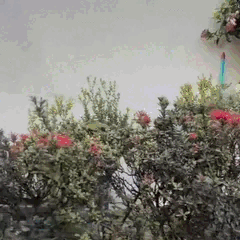 Hiding in the Bushes